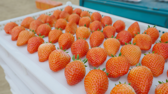 草莓种植基地 草莓采摘 玻璃草莓大棚