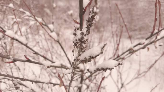 高海拔的雪景