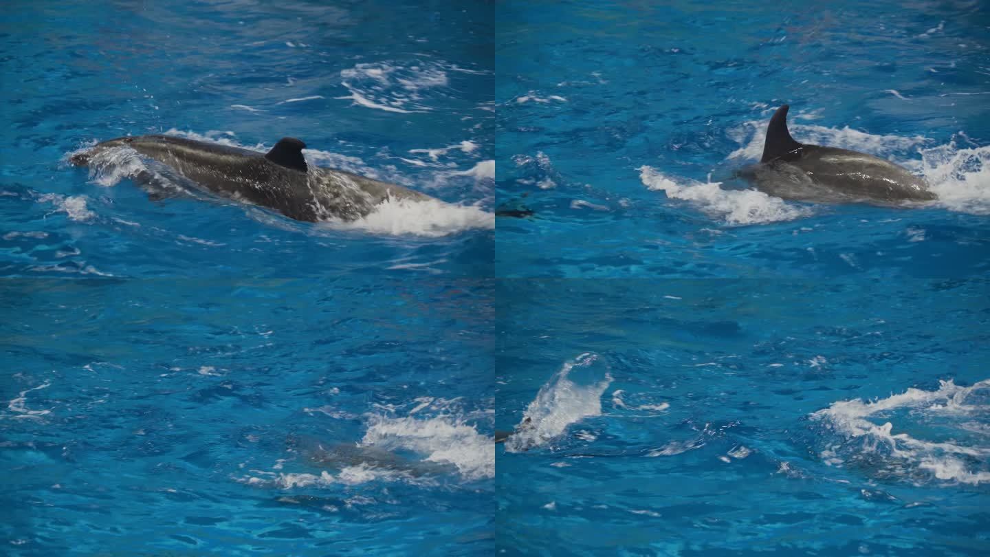 海豚喷水海豚入水瞬间海豚游动海洋世界