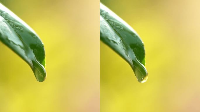 清明 雨滴 水滴叶子 叶尖滴落水珠