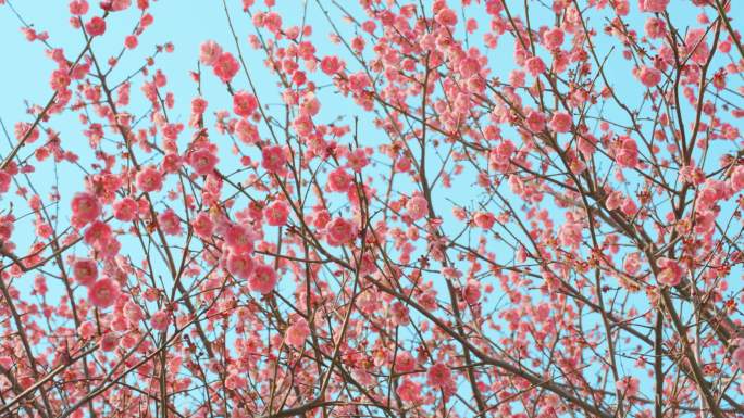 梅花开放梅花节