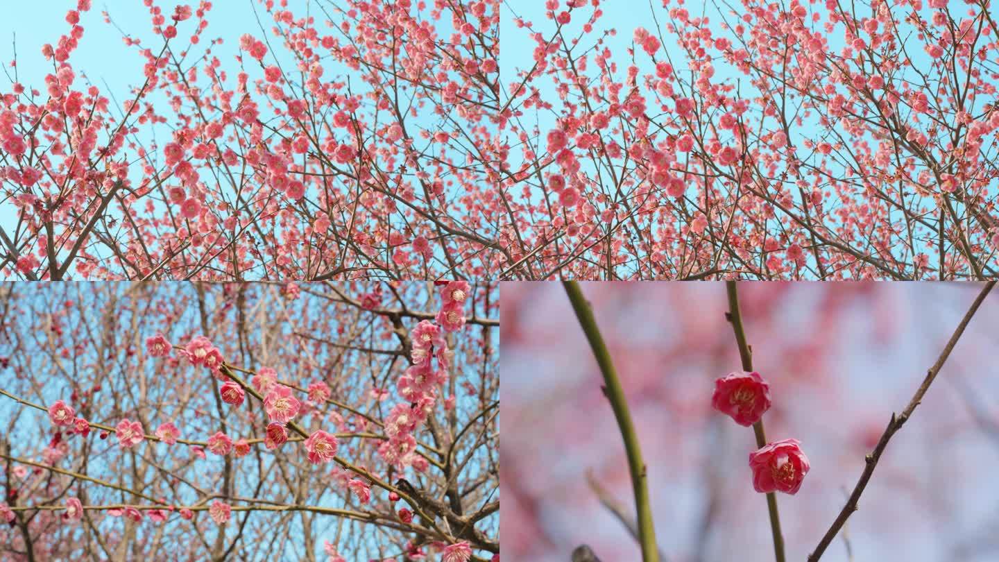 梅花开放梅花节