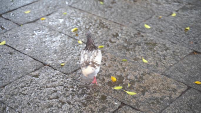 雨天石板上走动的鸽子正在吃食物寻找食物