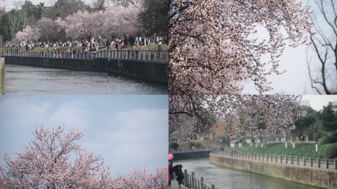 河边赏花踏春红叶李