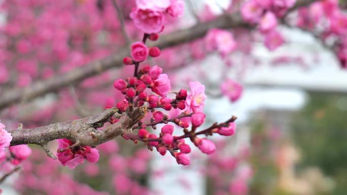 桃花、春天、古楼、樱花烂漫