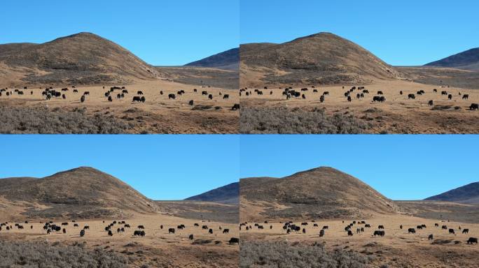 秋天金黄色草原上的藏牦牛群