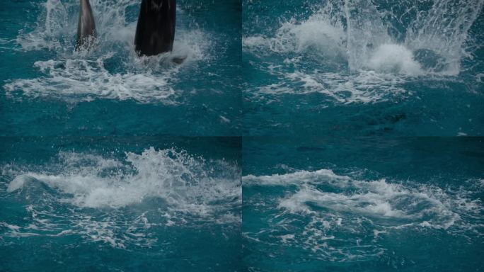 海豚入水瞬间海豚表演还有游乐场海洋世界