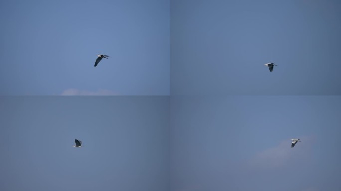 苍鹭飞翔-慢镜头