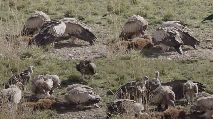 秃鹫捕食 猛禽捕猎 纪录片