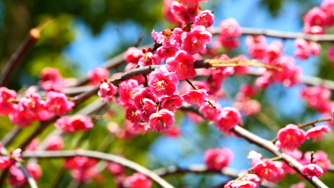 红梅，梅花绽放，腊梅，唯美风景，红色花朵