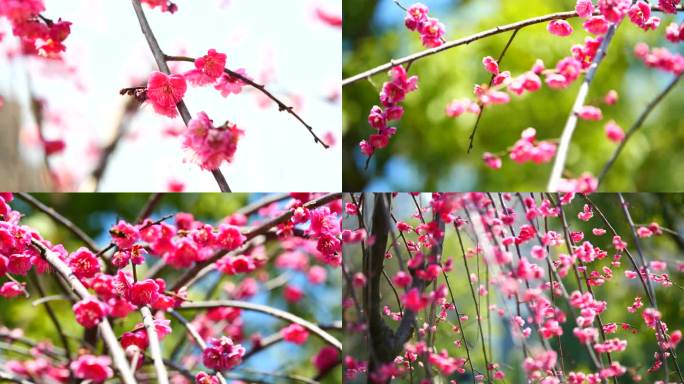 红梅，梅花绽放，腊梅，唯美风景，红色花朵