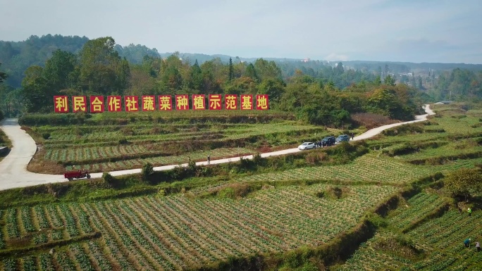 蔬菜种植基地