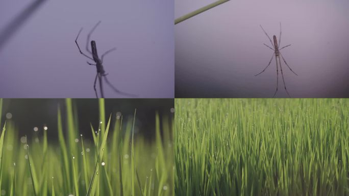 4k稻田边上的蜘蛛