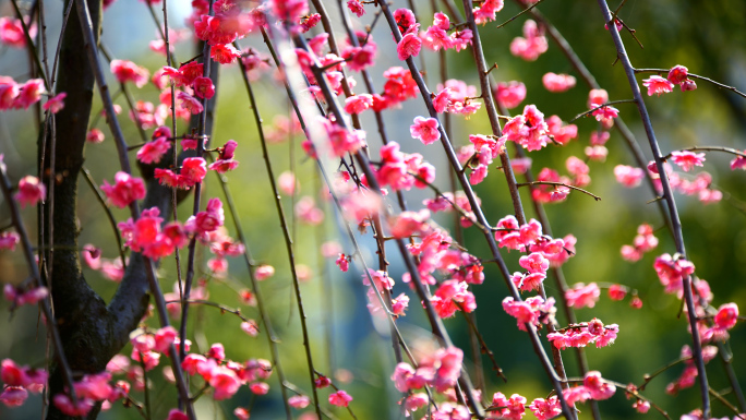 红梅，腊梅，唯美，梅花，鲜花盛开，红花