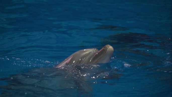 海豚露头海豚互动海洋世界保护野生动物