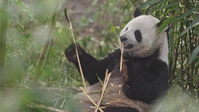 啃竹子的大熊猫