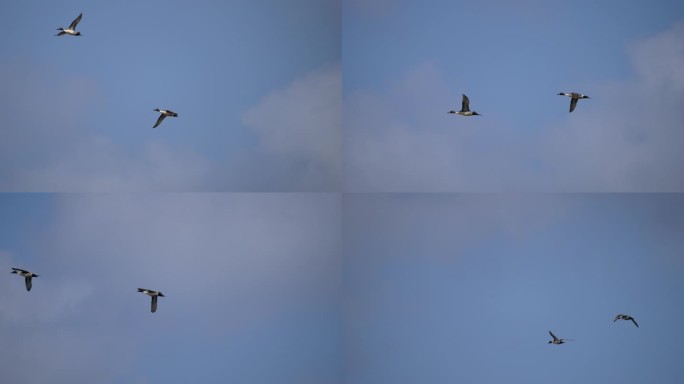 野鸭飞翔-慢镜头