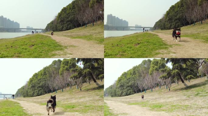 河边黑色柴犬玩球宠物狗狗和主人互动玩游戏