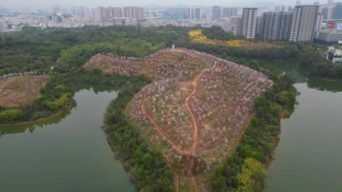 深圳平湖生态园紫荆花