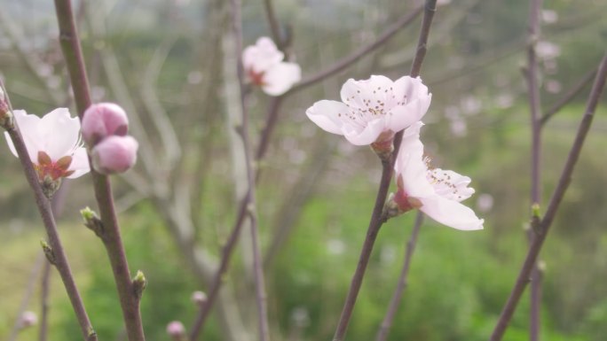 桃花