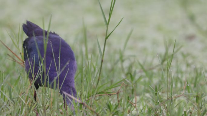 紫水鸡拔草