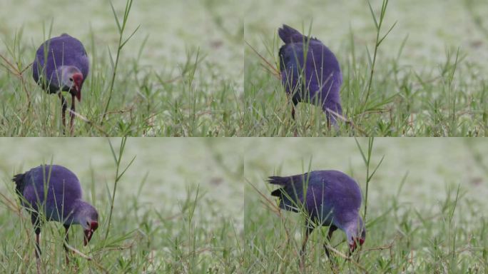 紫水鸡拔草