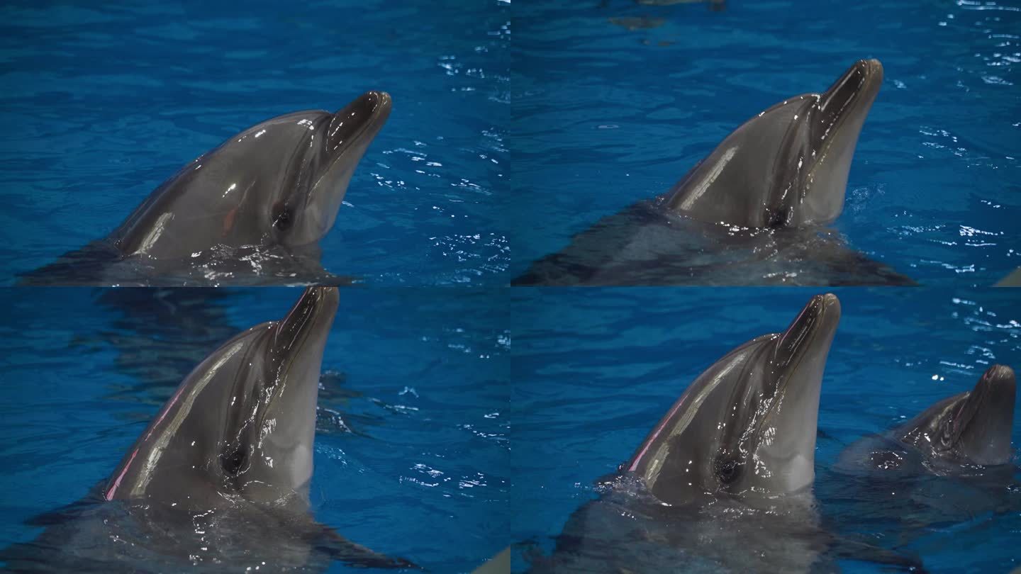 海豚露出水面海豚入水海洋世界保护野生动物