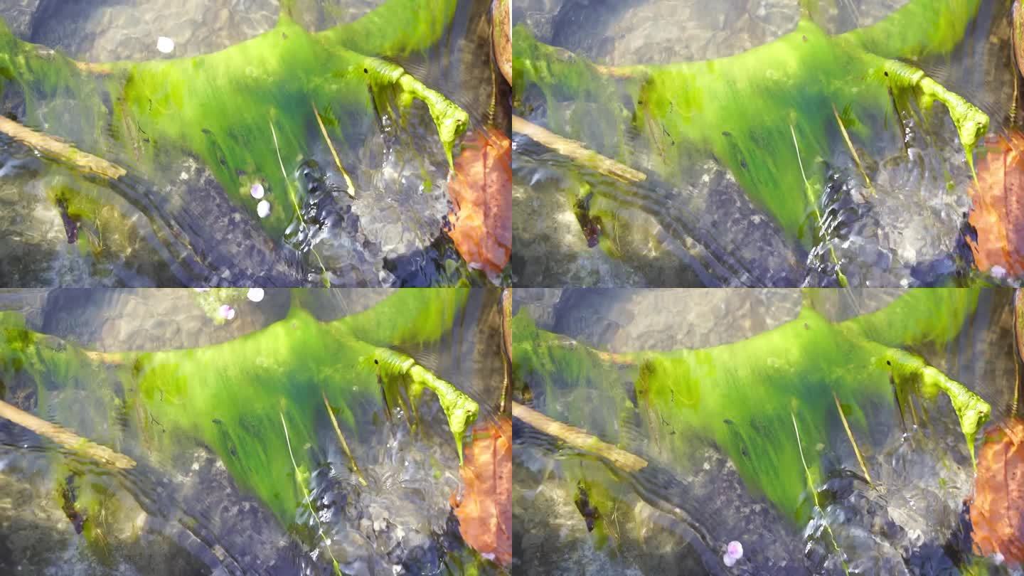 河流 自然 绿色 户外 流水 水 苔藓
