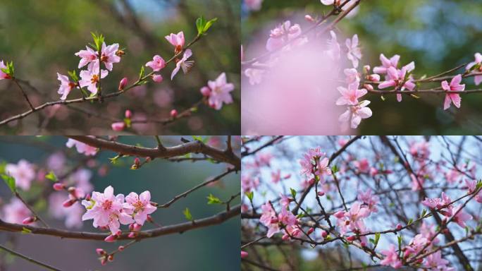 桃花蜜蜂