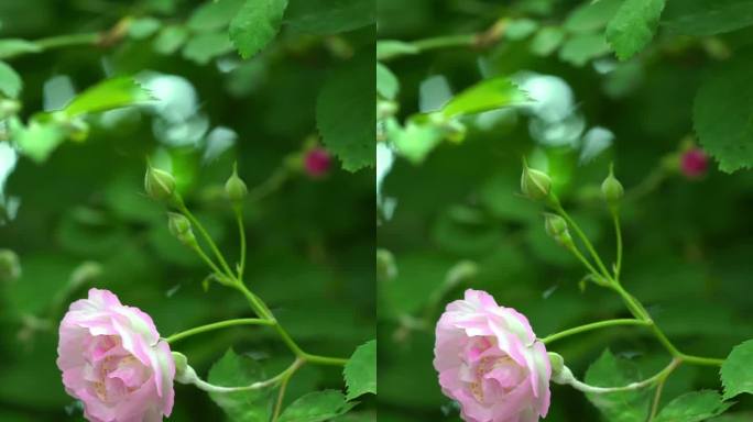 谷雨 春天蔷薇花特写翠绿枝叶 竖屏素材