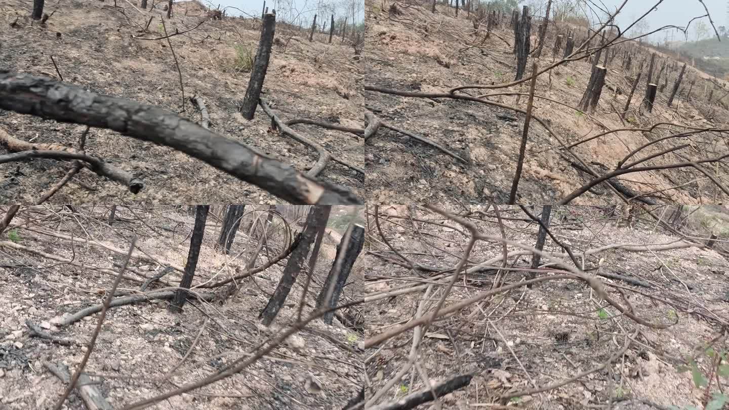 森林火灾火烧烧毁过后的森林焦土废墟焦炭
