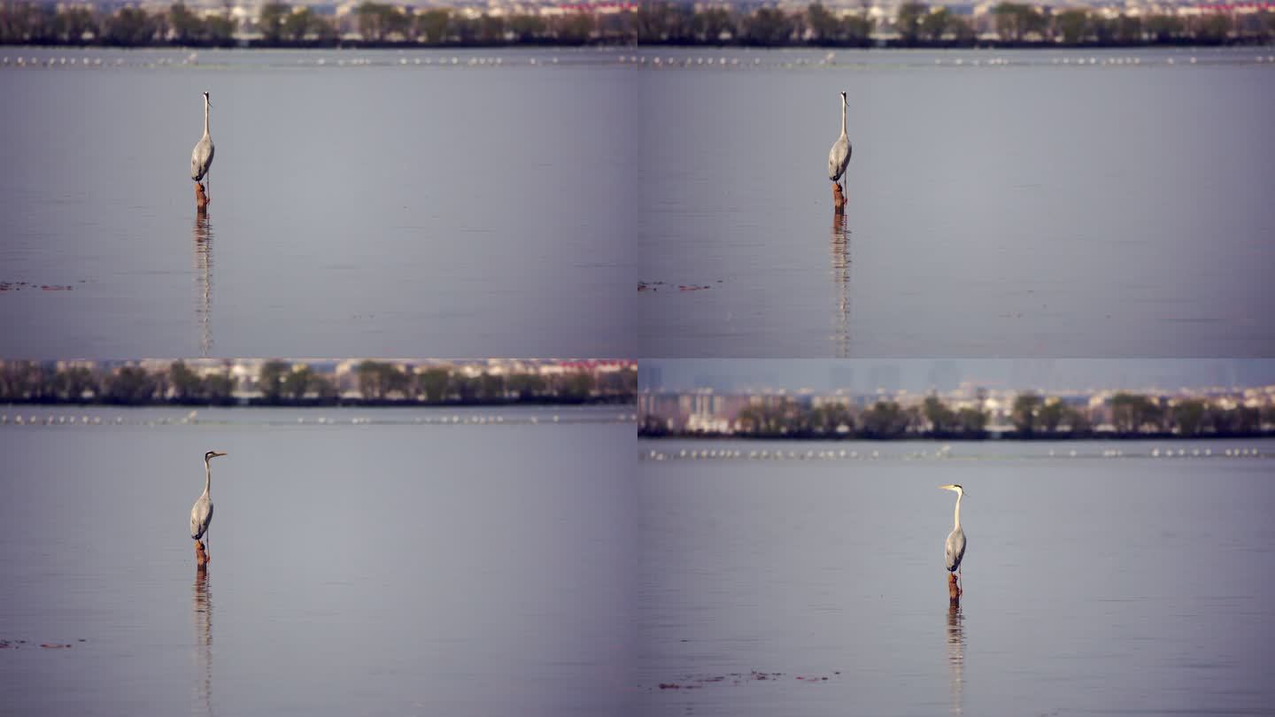 滇池湖面上的海鸟