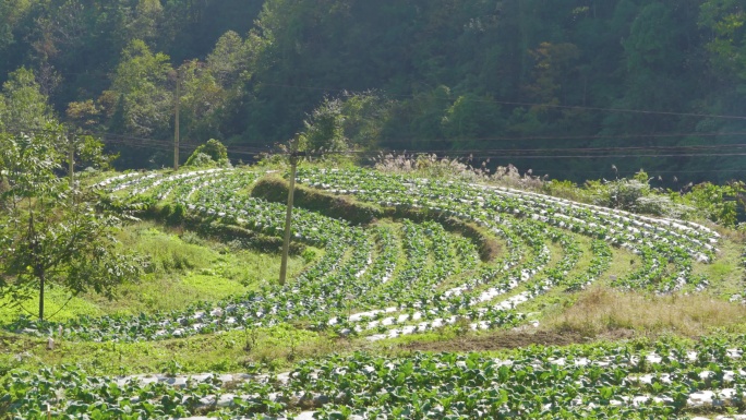 农田 菜地