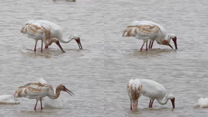 白鹤亲鸟给幼鸟喂食