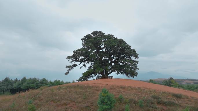 云南旅游风光宣传东川红土地一棵孤独神树