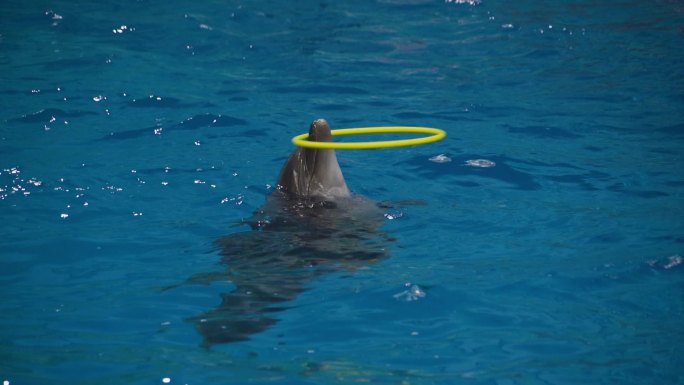 海豚表演海豚世界海豚玩圈圈海豚互动