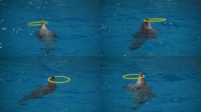 海豚表演海豚世界海豚玩圈圈海豚互动