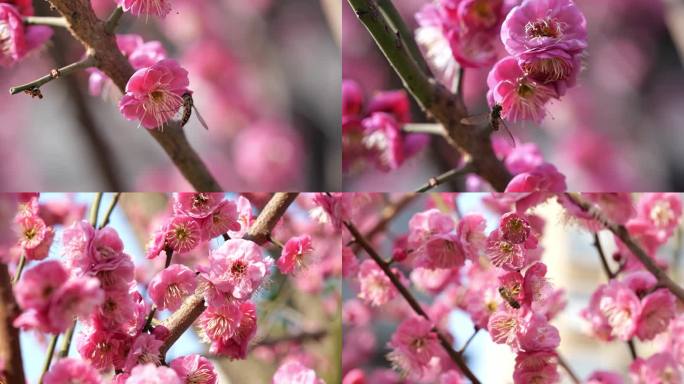 梅花与蜜蜂采蜜视频实拍