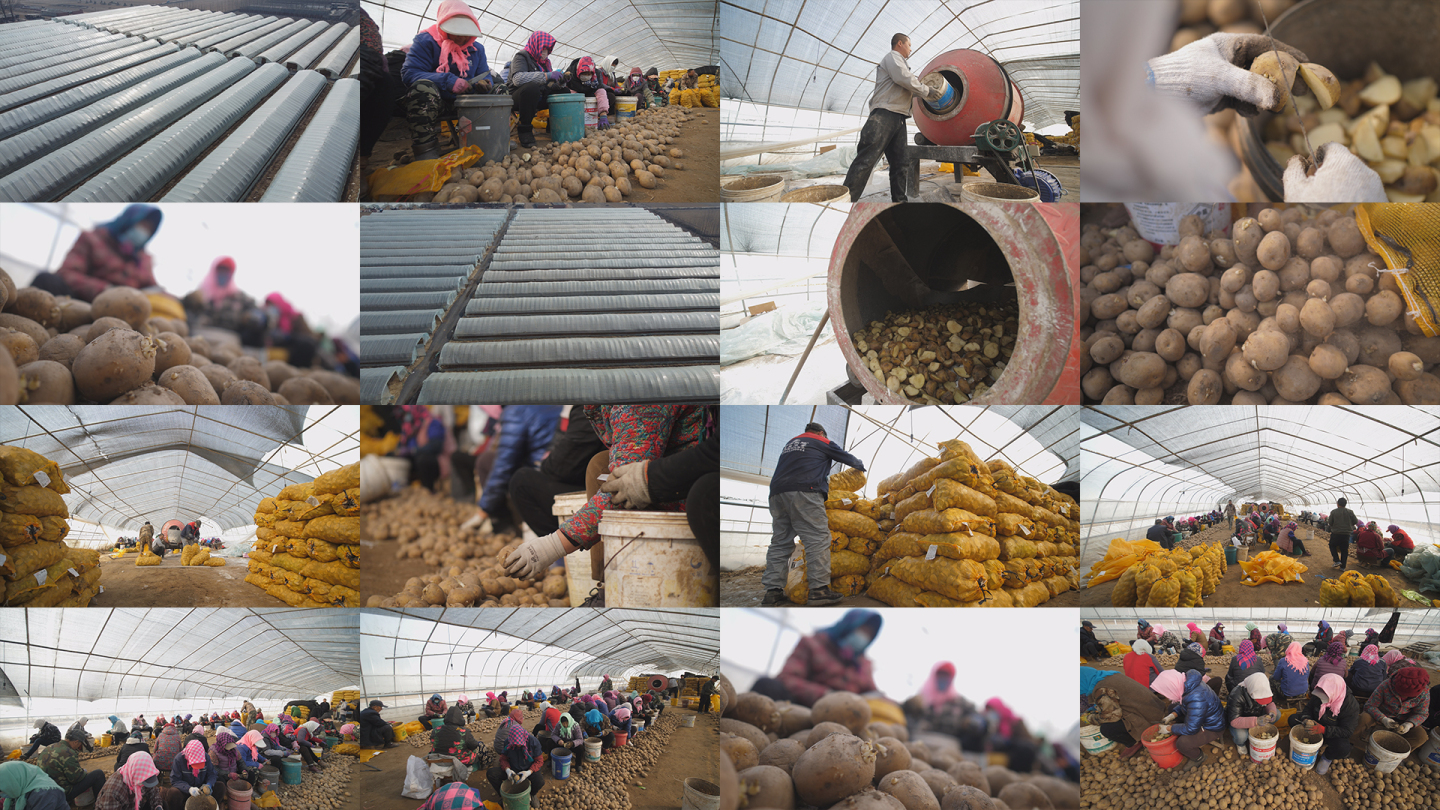 土豆切种 规模农业