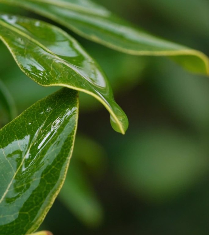 清明 雨滴 水滴叶子 下雨 叶子滴水