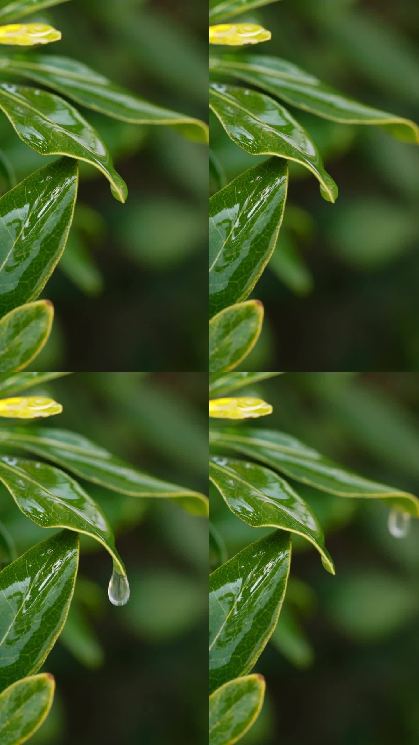 清明 雨滴 水滴叶子 下雨 叶子滴水