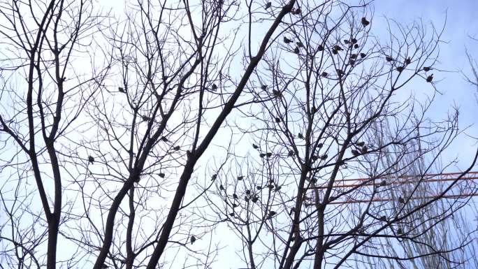 树上很多鸟