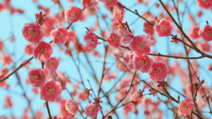 电影机拍摄三月梅花