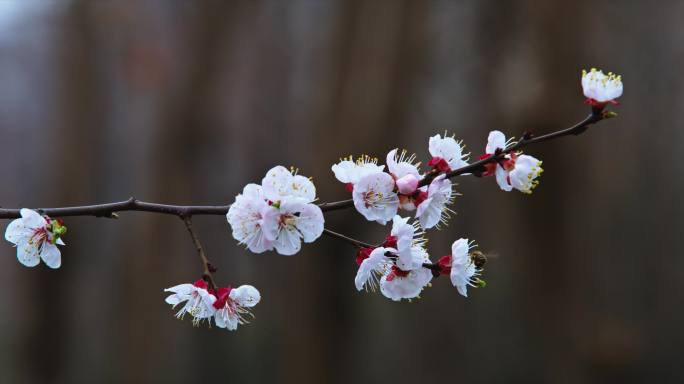 春天百花盛开