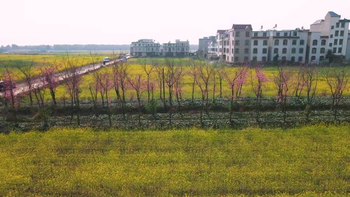 航拍昆明江尾村油菜花田地