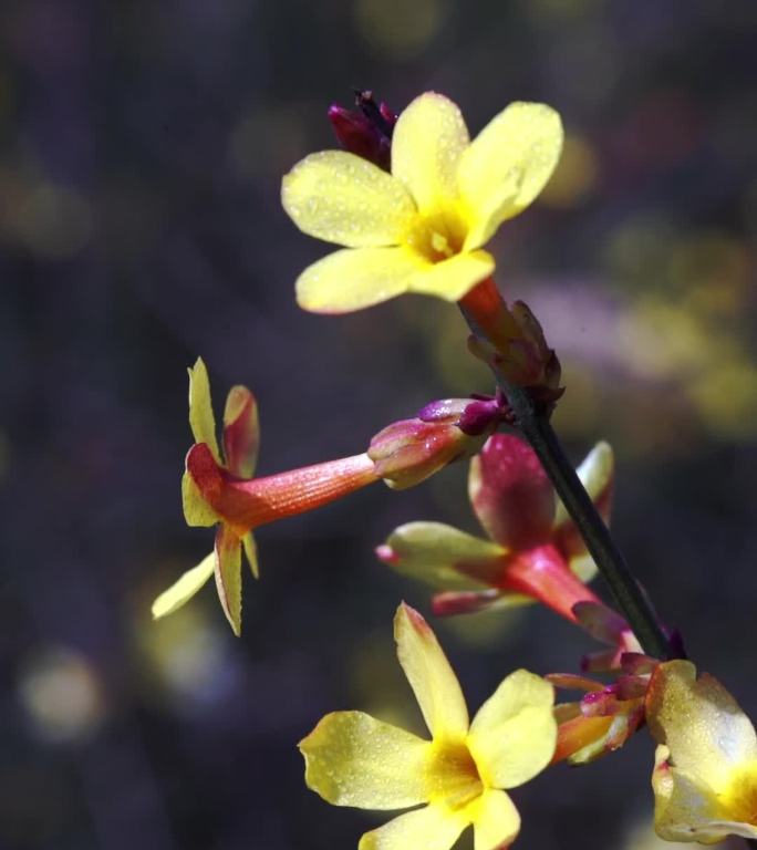 春分 初春 迎春花开 特写实拍