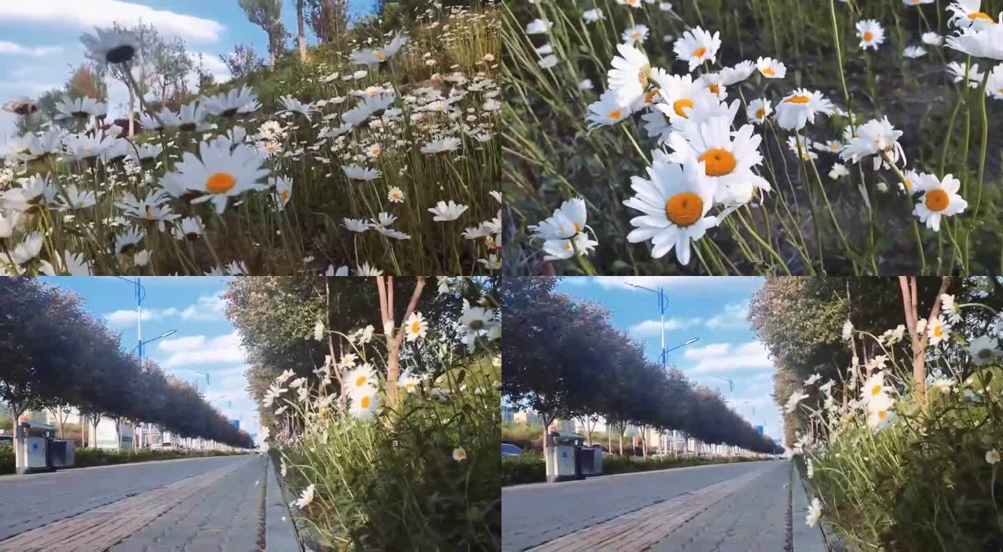路边白色的花