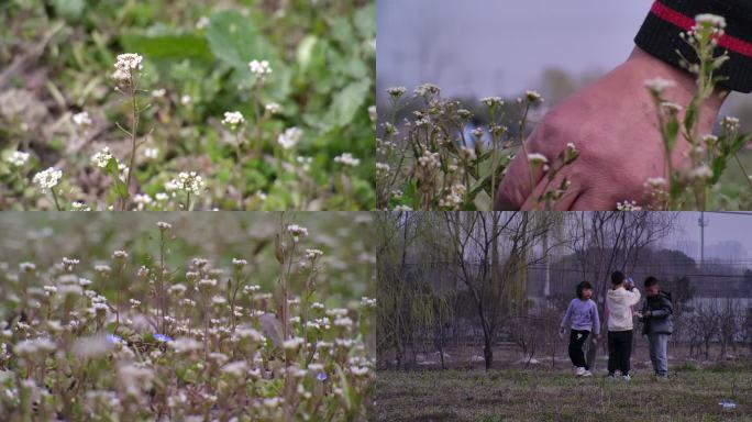 惊蛰捉虫子挖野菜