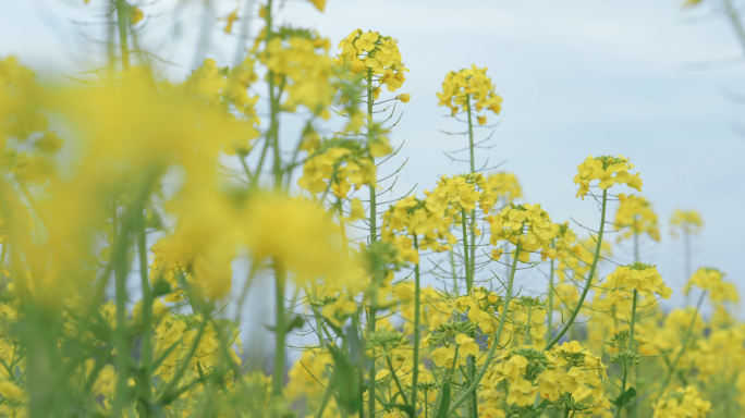 油菜花 蜜蜂采花