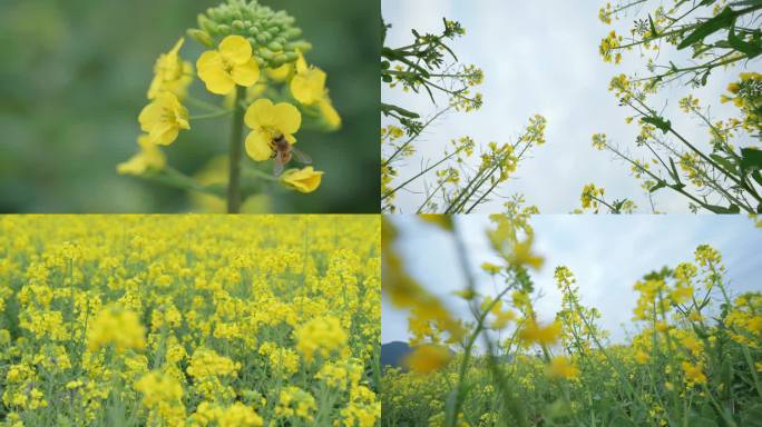 油菜花 蜜蜂采花